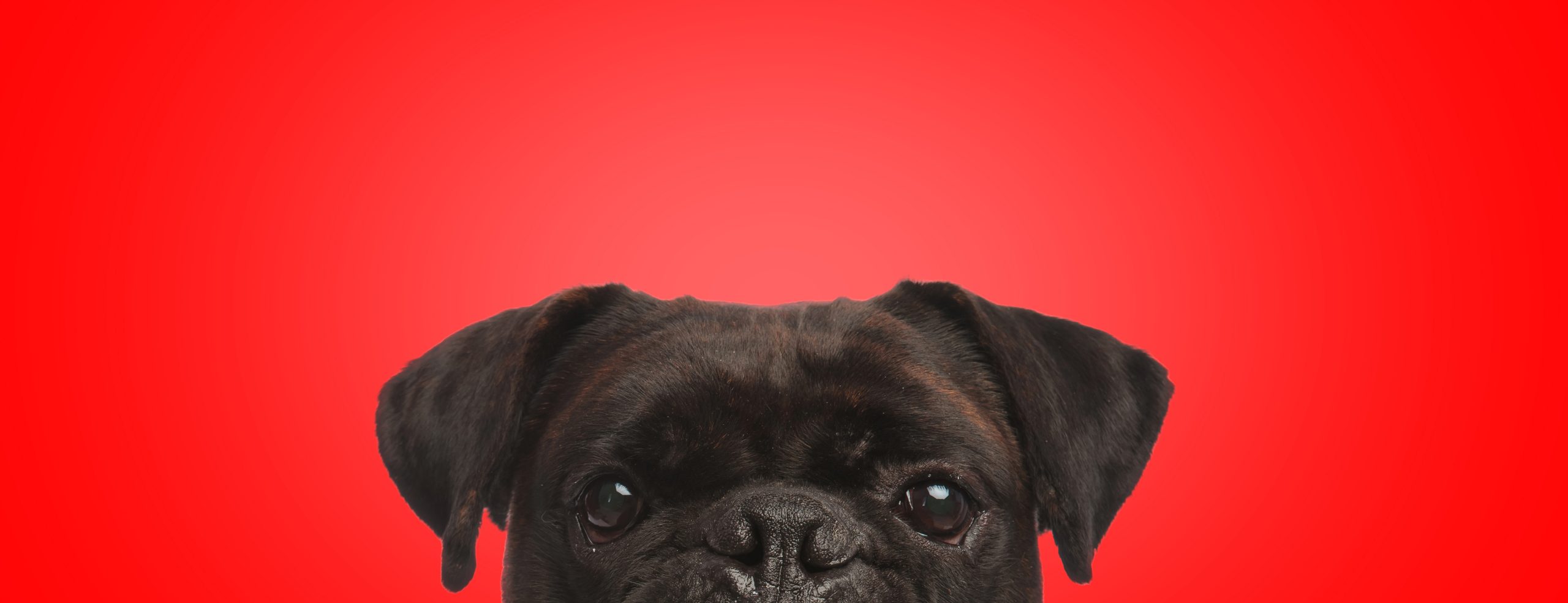 Rehab dog peeking over the page