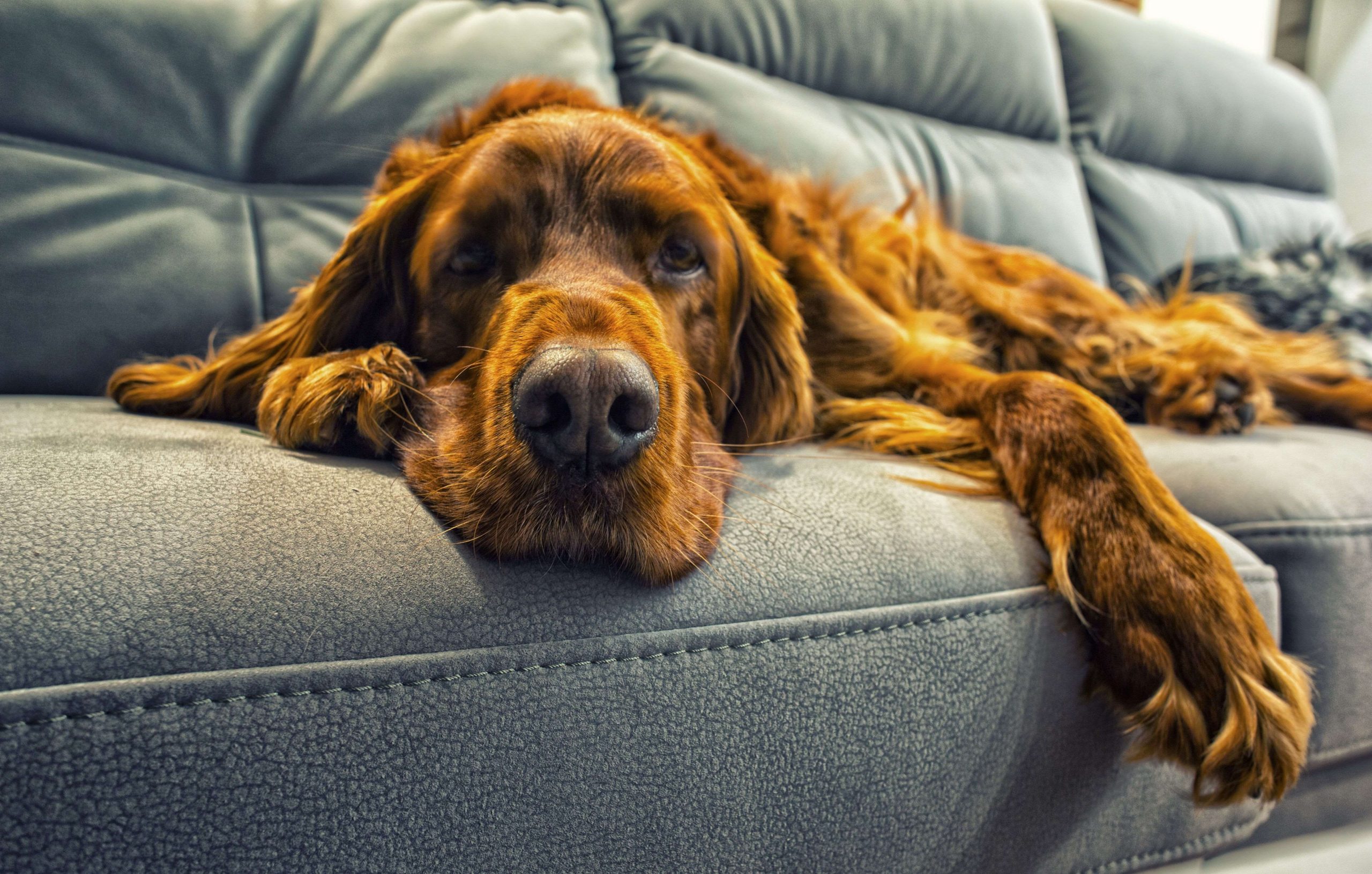 Vet rehab can also help senior dogs. Picture is of an afghan hound lying on a couch.