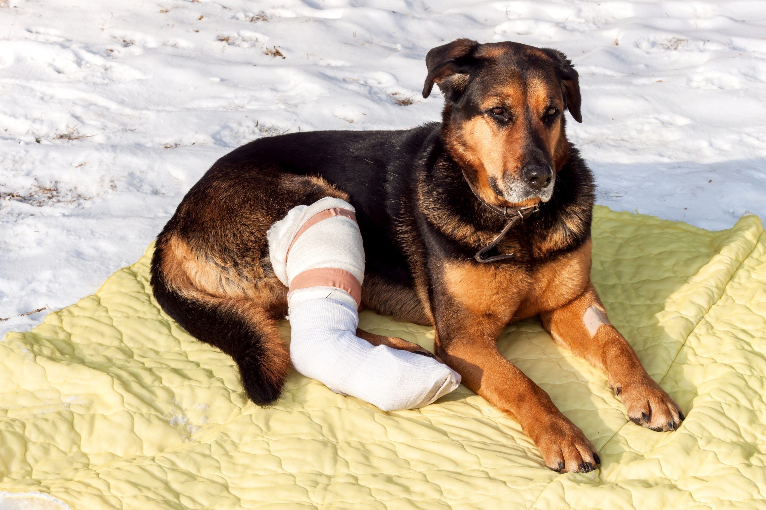 Vetrehab dog with a bandaged leg
