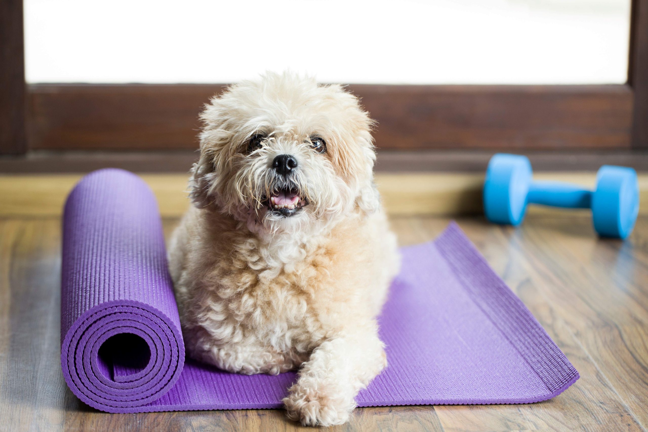 Cute vet rehab dog lying on yoga mat