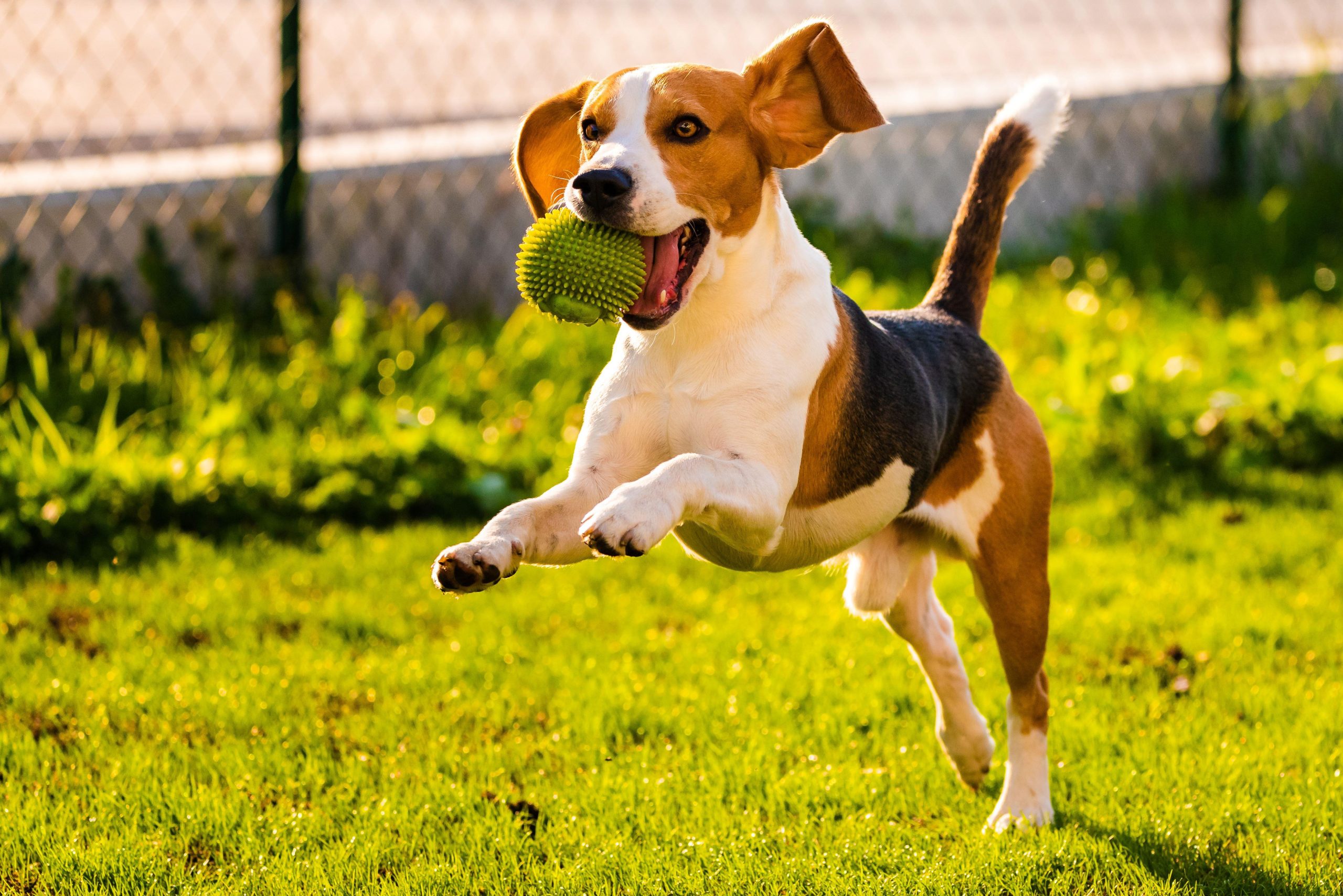 The rehab process takes your pet through the recovery period, until they can get back to doing the things they enjoy.
