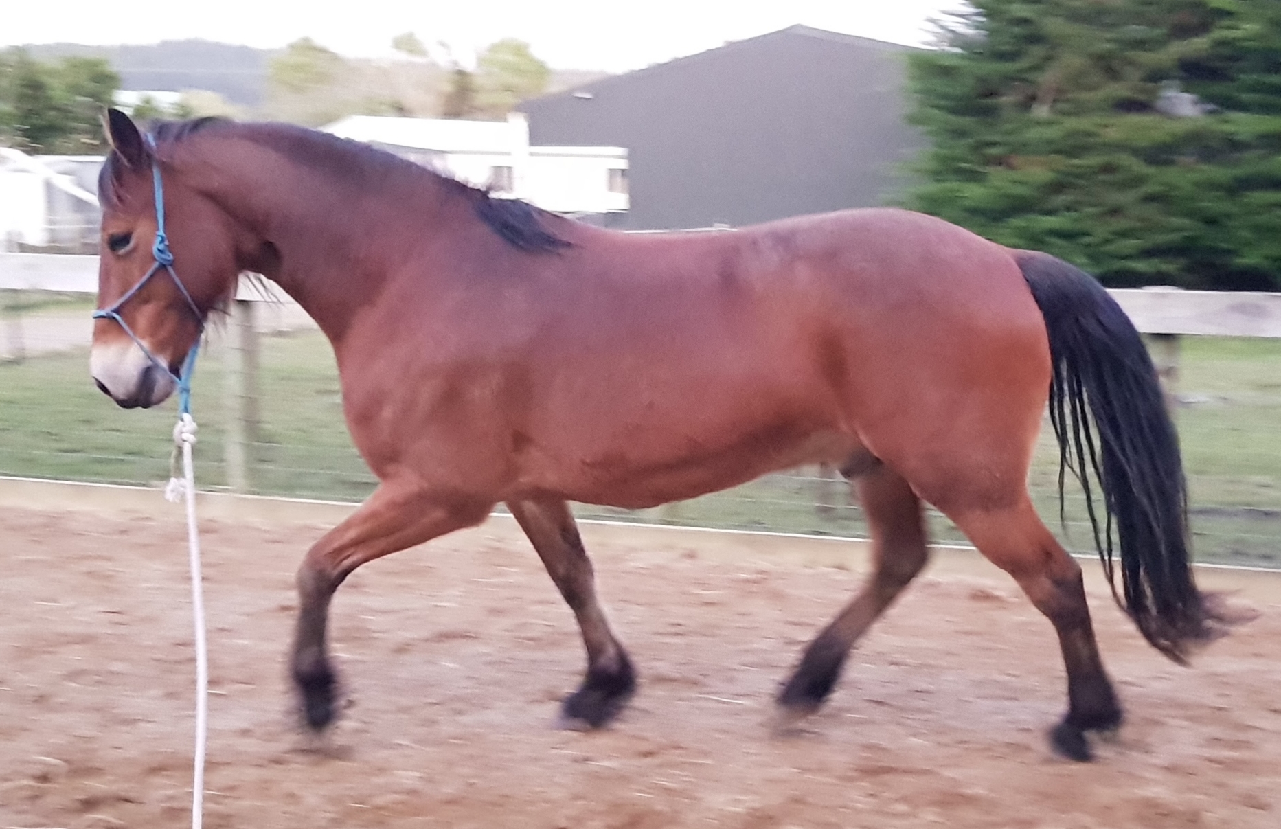 Horse trotting in a reasonable outline