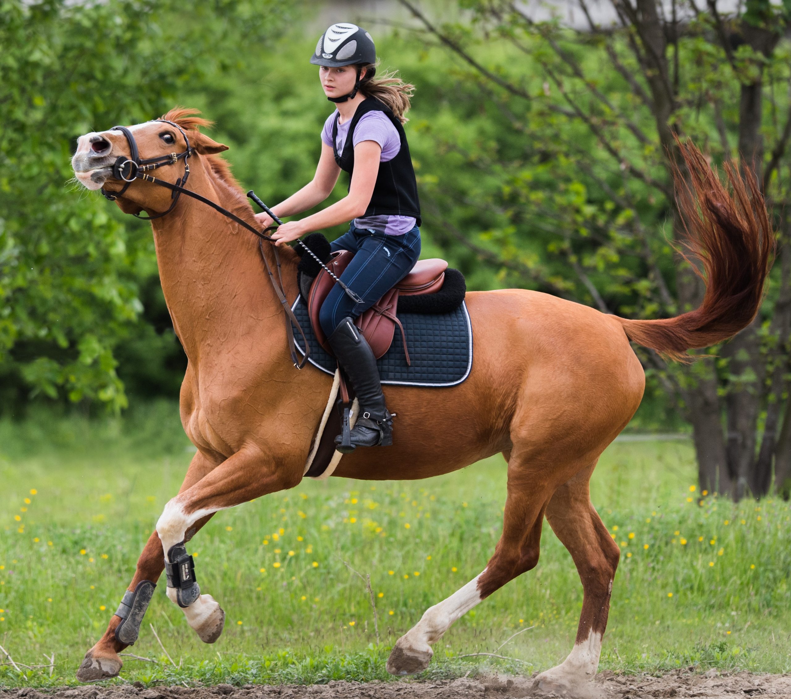 Poorly fitting saddles make for unhappy horses.
